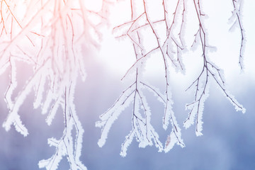 winter tree branch in snow and frost blue background close-up