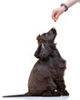 Dog trainer holding a food for an English Cocker Spaniel