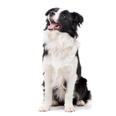 Wall Mural - Studio shot of an adorable Border Collie