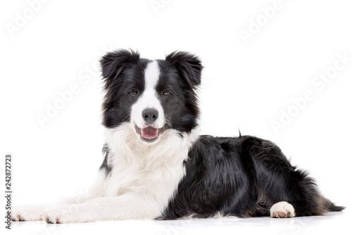 Fotomural Studio shot of an adorable Border Collie