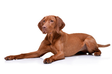 Wall Mural - Studio shot of an adorable hungarian vizsla