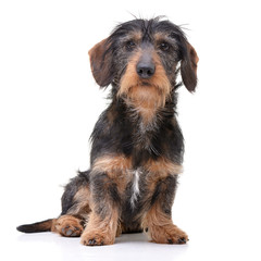 Wall Mural - Studio shot of an adorable wire haired Dachshund