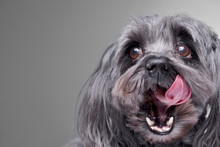 Portrait Of An Adorable Havanese Dog