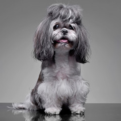 Wall Mural - Studio shot of an adorable Shih-Tzu dog