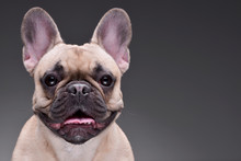 Portrait Of An Adorable French Bulldog