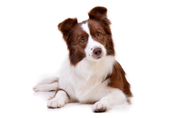 Wall Mural - Studio shot of an adorable Border Collie