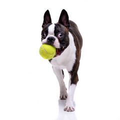 Wall Mural - An adorable Boston Terrier playing with a tennis ball