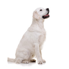 Wall Mural - Studio shot of an adorable Golden retriever