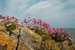 Beautiful pink Sea Thrift flowers also known as Sea Pink, Armeria maritima, growing on rocks covered in yellow lichen on the Irish East Coast. 