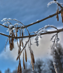 Autumn branch in the asterisks with frost on the blue sky.