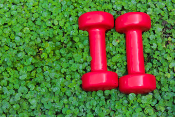 Two red Dumbbells on the green grass