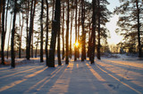 Fototapeta  - winter landscape with snow covered trees