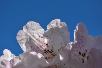 Rhodeodendron white and pink 2