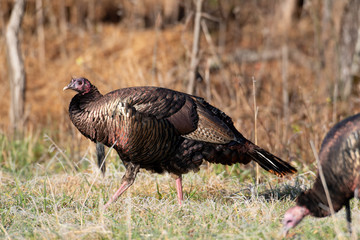 Sticker - Wild turkey in a frost covered meadow