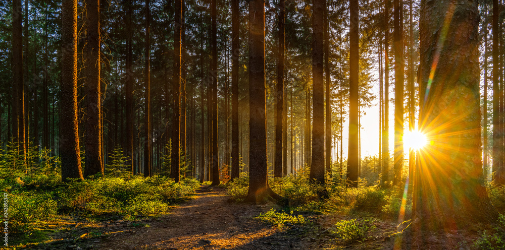 Silent Forest in spring with beautiful bright sun rays - obrazy, fototapety, plakaty 