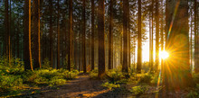 Silent Forest In Spring With Beautiful Bright Sun Rays