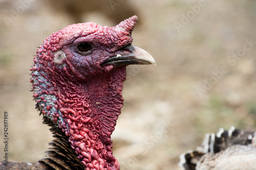 Fotografie, Obraz Live turkey close up looking to the right