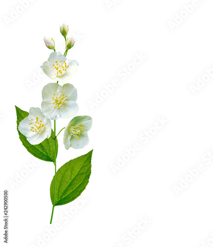 branch of jasmine flowers isolated on white background. Tableau sur Toile