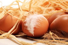 Egg. Fresh Farm Eggs. Easter Egg With Feather Concept
