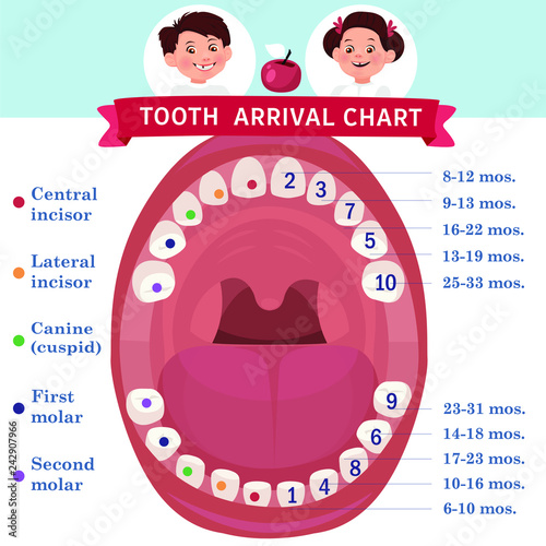 Tooth Arrival Chart Infographic Temporary Teeth Names Groups