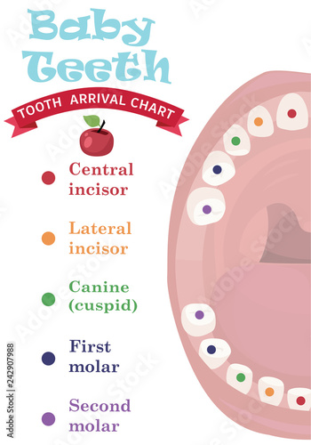 Tooth Arrival Chart Infographic Temporary Teeth Names Groups