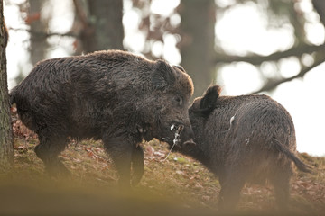 Wall Mural - wild boar, sus scrofa, czech republic
