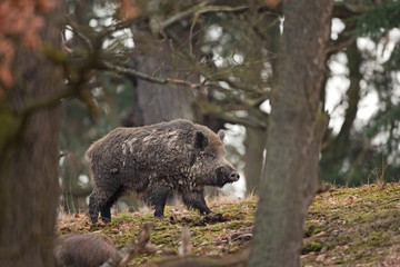 Sticker - wild boar, sus scrofa, Czech republic