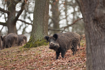 Wall Mural - wild boar, sus scrofa, czech republic