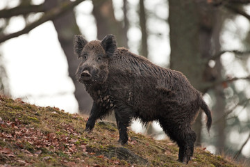 Sticker - wild boar, sus scrofa, Czech republic