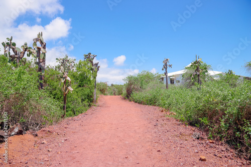 Fotografía Outdoor view of typical vegetation of Galapagos Island with a sand path for visi