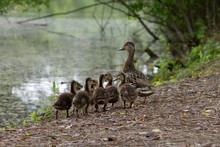 Wild Mama Duck Gathers Her Ducklings By A Forest Lake