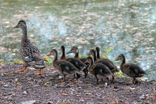 Imprinted Ducklings Follow Their Mama Around A Pond