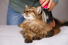 Tabby Cat Lying And Enjoying Being Cleaned And Combed. Combing The Furry Grey Striped Cat. The Concept Of Pet Care