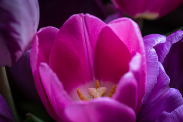 Wall Mural - Tulip on dark background close-up from side