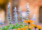 Fototapeta Boho - Close up Mealycup sage (Salvia farinacea) white and purple flowers in Hokkaido, Japan.