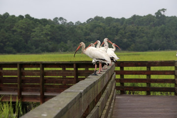 Wall Mural - south carolina nature background.white ibises on a wooden boardwalk boundary at the extensive salted
