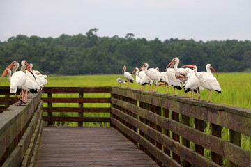 Wall Mural - south carolina nature background.white ibises on a wooden boardwalk boundary at the extensive salted