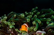 Clownfish hidding in his anemone