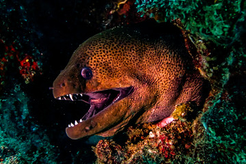 Sticker - Giant Moray Eel