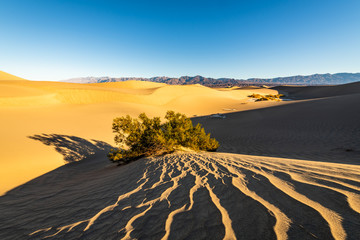  Mesquite Flat Sand Dunes