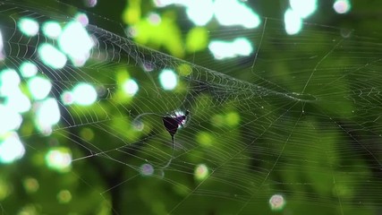 a buffalo spider (gasteracantha sp.) wraps up a bug to eat later. slow 50%