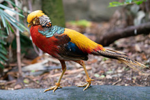 Male Golden Pheasant Or Chinese Pheasant Chrysolophus Pictus