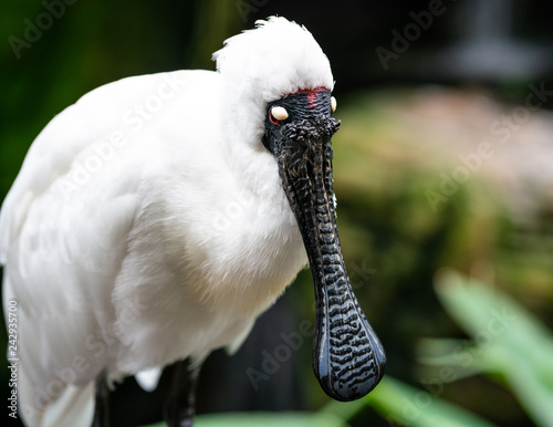 Foto Close-up view of a Royal spoonbill or black billed spoonbill Platalea regia in N