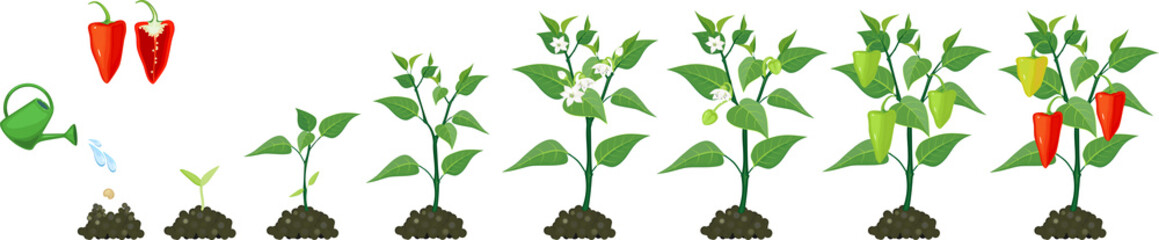 Wall Mural - Life cycle of pepper plant. Stages of pepper growth from seed and sprout to harvest