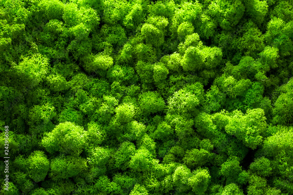 Green moss backgruond close up interior design. top view close up - obrazy, fototapety, plakaty 