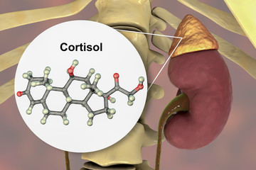 Wall Mural - Molecule of cortisol hormone and adrenal gland, 3D illustration. Cortisol is a steroid hormone of glucocoticoid class made in the cortex of adrenals