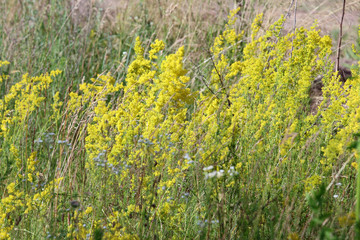 Wall Mural - Field of yellow flowers