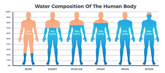 Wall Mural - Body And Water Chart