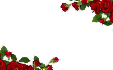 Wall Mural - beautiful frame of red roses and buds on white background with space for text. top view, flat lay