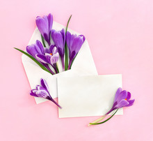 Beautiful Spring Snowdrops Flowers Violet Crocuses In Postal Envelope And Blank Sheet With Space For Text On A Pink Paper Background. Top View, Flat Lay